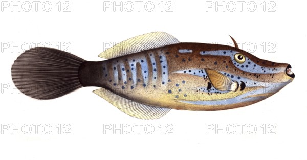 Fish, Fish, Balistes laevis, Queen triggerfish, smooth old Wife, Historical, digitally restored