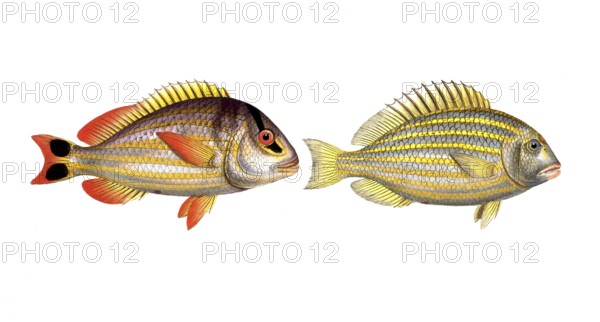 Fish, Fish, left: Genus of the family Perch, Perca juba, the tail spot, The Jub. right: Genus of