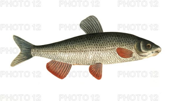 Fish, Fish, genus of carp fish, Cyprinus nasus, the nose, Historical, digitally restored