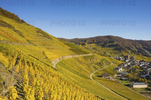 Vineyards in autumn, Mayschoß with parish church, red wine growing region Ahrtal, red wine of the