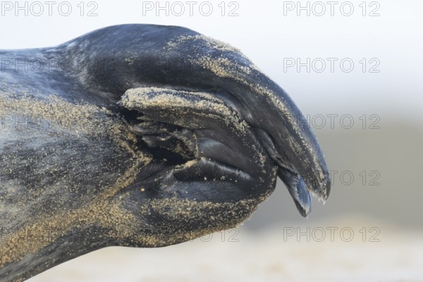 Grey seal (Halichoerus grypus) adult animal close up of its hind flippers, Norfolk, England, United