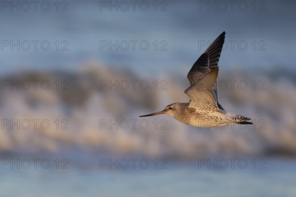 Bar tailed godwit (Limosa lapponica) adult bird in winter plumage flying over a coastline, Norfolk,