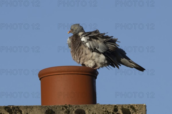 Wood pigeon (Columba palumbus) adult bird shaking its feathers on an urban house rooftop chimney,