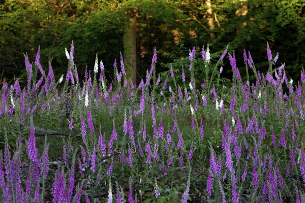 Common foxglove and white foxglove (Digitalis purpurea) in a clearing in the forest, Lower Rhine,
