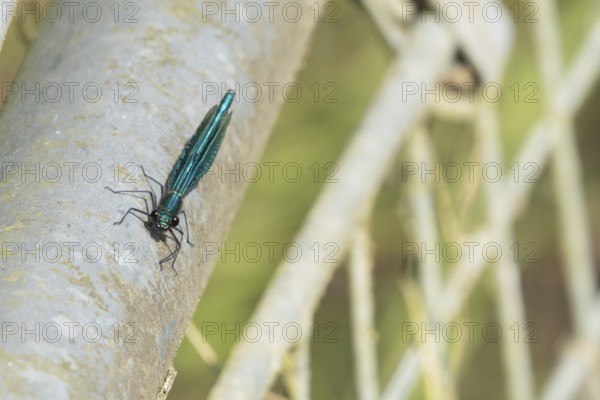 Banded demoiselle damselfly (Calopteryx splendens) adult male insect resting on metalwork in the