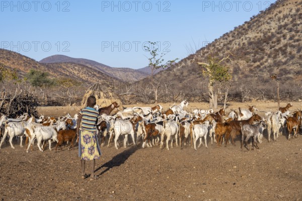 Himba boy with his herd of goats, traditional Himba village, Kaokoveld, Kunene, Namibia, Africa