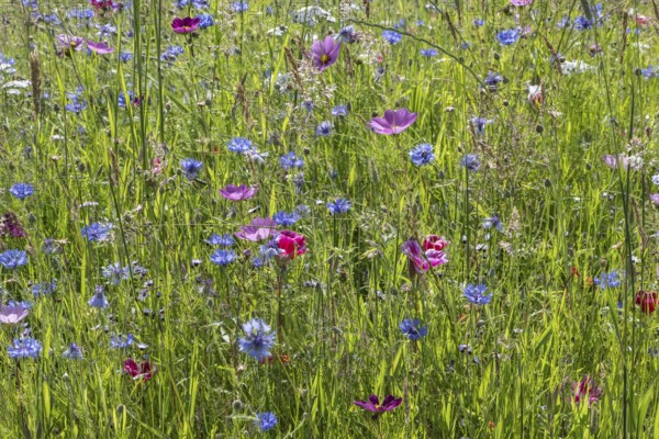 Flower meadow with cornflowers (Centaurea cyanea) and cosmos (Cosmos), Emsland, Lower Saxony,