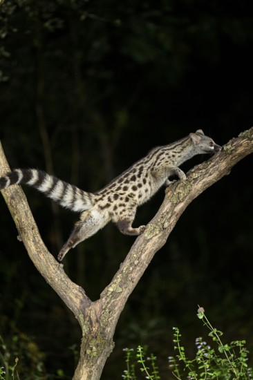 Common genet (Genetta genetta), climbing on a tree wildlife in a forest, Montseny National Park,