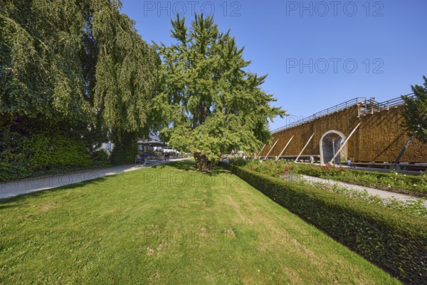 General view of a tree of the species Ginkgo (Ginkgo biloba) in the spa gardens of Bad Salzuflen,
