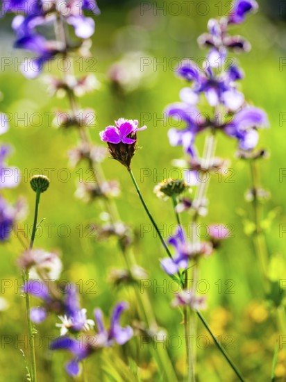 Carthusian carnation (Dianthus carthusianorum agg.) in a flower meadow, Bischofswiesen,
