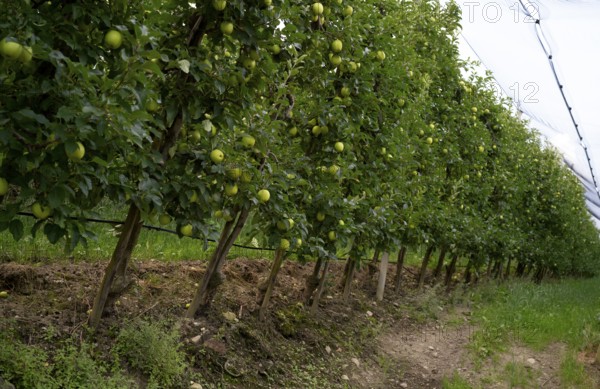 Granny Smith apple variety, apple orchard, fruit orchard, agriculture, agribusiness, Schenna,