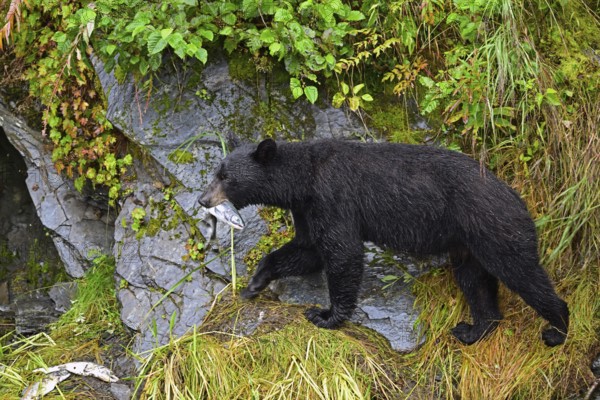 American Black Bear (Ursus americanus) climbing over rocks along the edge of the forest with a