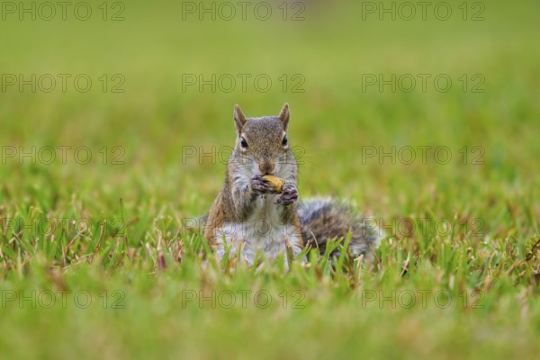 Grey Squirrel (Sciurus carolinensis), on meadow, springtime, Florida, USA, North America
