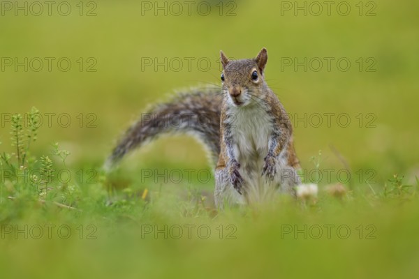 Grey Squirrel (Sciurus carolinensis), on meadow, springtime, Florida, USA, North America
