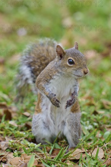 Grey Squirrel (Sciurus carolinensis), on meadow, springtime, Florida, USA, North America