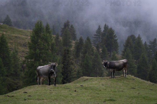 Two dairy cows, cows, on the pasture, alpine path, Klammeben, Hirzer near Saltaus, Schenna, Scena,