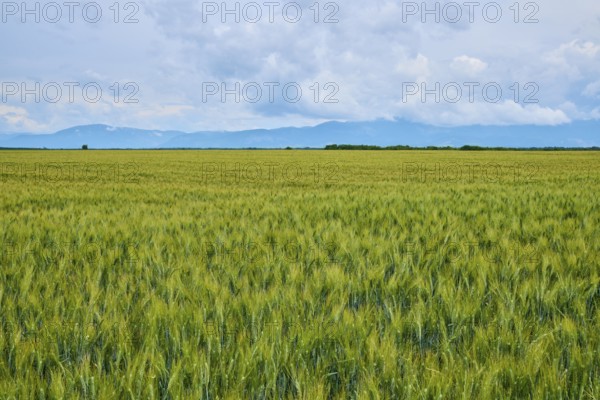 Wheat field (Triticum), mountains and cloudy sky in the background, summer, Valensole,