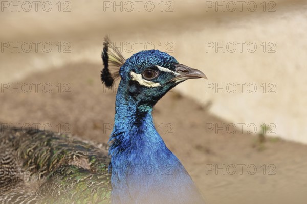 Indian peafowl (Pavo cristatus), portrait, captive, North Rhine-Westphalia, Germany, Europe
