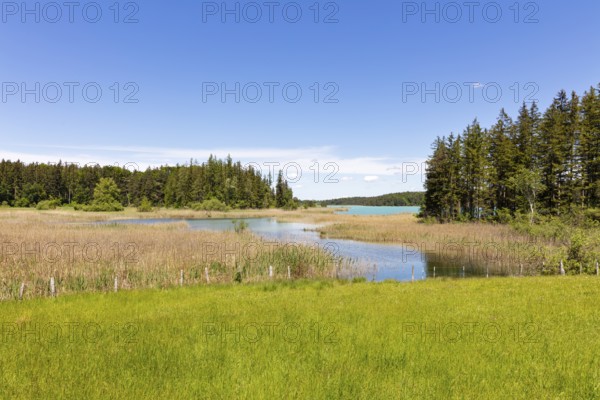 A calm lake surrounded by trees and meadows under a clear blue sky, Osterseen