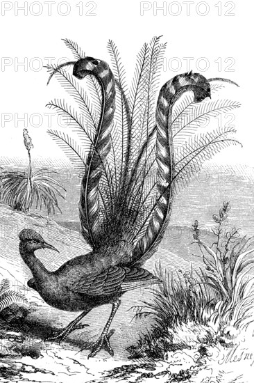 Grey-backed Lyrebird, Menura novaehollandiae, also known as the magnificent Lyrebird, historical,
