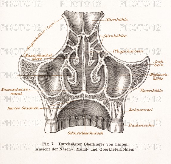 Medicine, anatomy, illustration, drawing, detailed representation of the sawed-through upper jaw