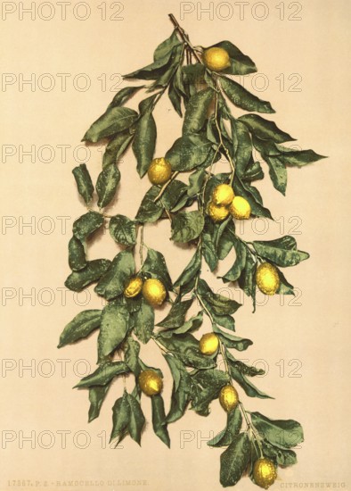 A branch with lemons, Limone, Lake Garda, Italy, Historical, digitally restored reproduction from a