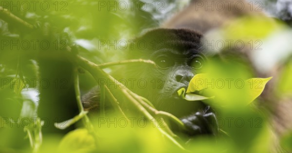 Mantled howler (Alouatta palliata) eating leaves in a tree, Cahuita National Park, Costa Rica,