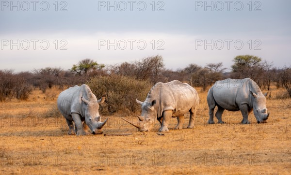 Southern white rhinoceros (Ceratotherium simum simum), three rhinos in the evening light, Khama