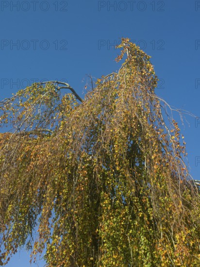 Autumn leaves, autumn colours, leaf colouring, autumn leaf colouring, autumn, East Frisia, Lower