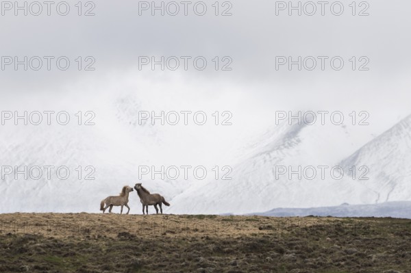 Icelandic horses (Equus islandicus) in winter, snowy mountain landscape, Norðurland, Iceland,