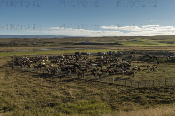 Icelandic horses (Equus islandicus) in a pen, horse round-up or réttir, near Laugarbakki, North
