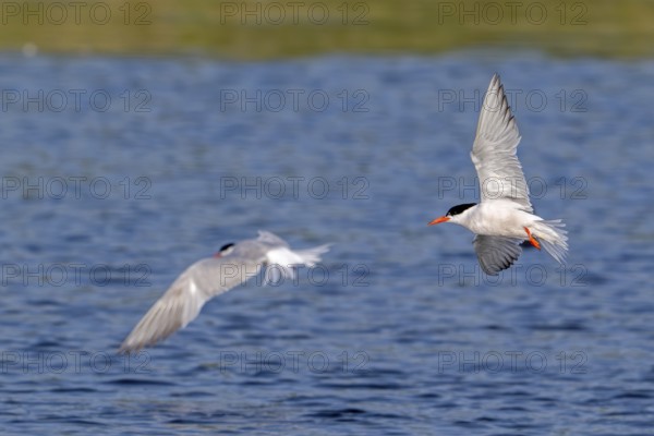 Two common terns (Sterna hirundo) adults in breeding plumage in summer, showing underside and upper