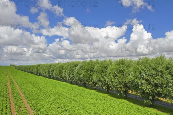Row of white willows (Salix alba) trees lining country road, dirt road along field on a cloudy day