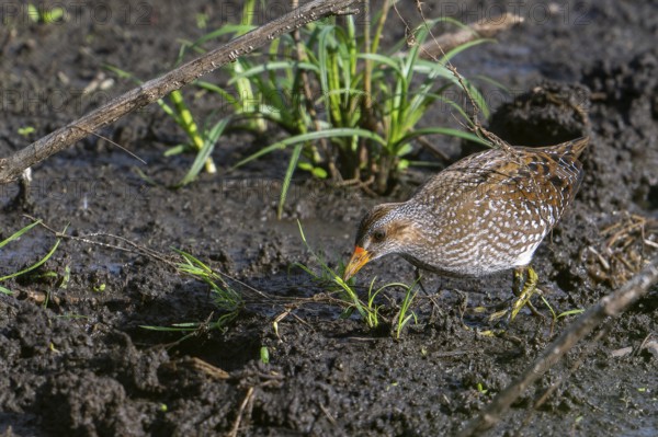 Spotted crake (Porzana porzana, Ortygometra porzana) juvenile foraging in marshland in summer