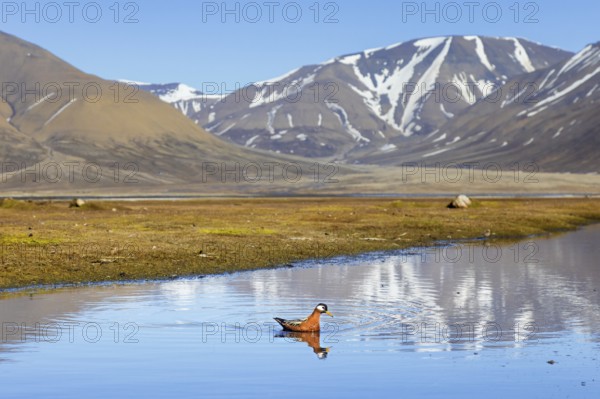 Red phalarope, grey phalarope (Phalaropus fulicarius) female in breeding plumage swimming in pond