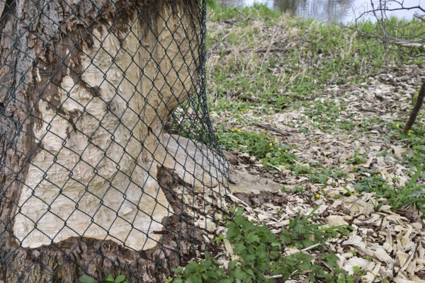 Protective wire mesh fence against beaver predation on a papel, Bavaria, Germany, Europe