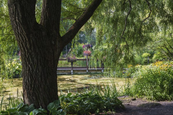 Foot bridge decorated with flower boxes over pond overgrown with Chlorophyta, Green Algae and