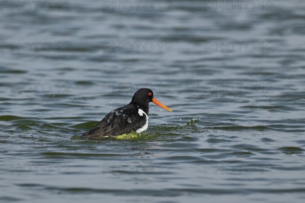 Oystercatcher (Haematopus ostralegus), bathing, Texel, West Frisian Islands, province of North