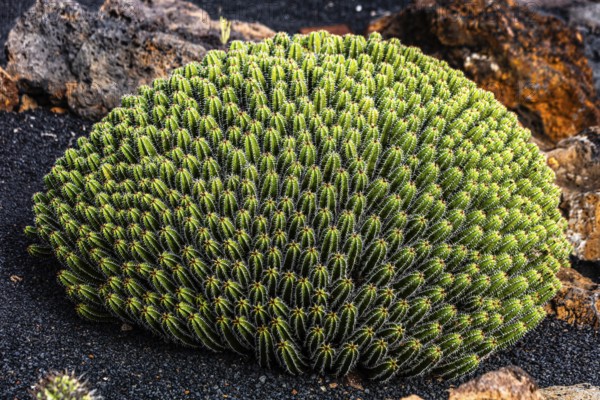2016, Raimund Franken, Model Release:Not, Property Release: Not Guatiza, Lanzarote, Jardin de