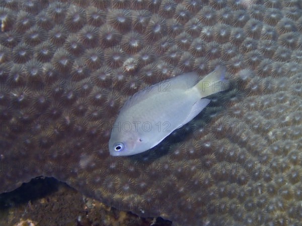 A grey damselfish (Pomacentrus reidi) swims calmly over a coral background with soft patterns, dive