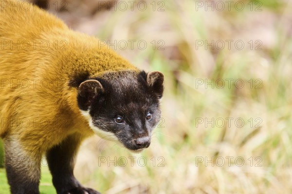 Yellow-throated marten (Martes flavigula), portrait, Germany, Europe