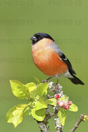 Bullfinch (Pyrrhula pyrrhula) male sitting on a branch with apple blossoms (Malus domestica),