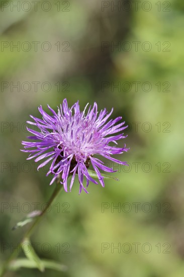 Meadow knapweed or common knapweed (Centaurea jacea), flower, Wilnsdorf, North Rhine-Westphalia,