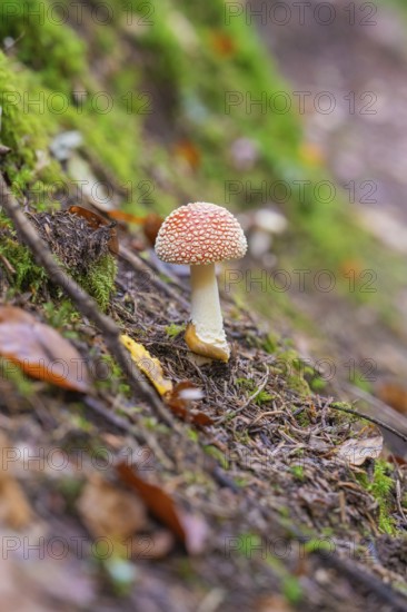 A single fly agaric standing on a mossy forest floor, Monbachtal, Bad Liebenzell, district of Calw,