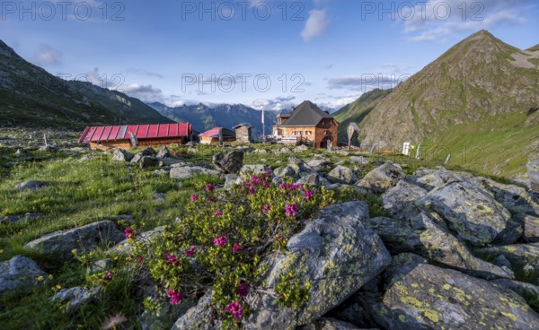 Mountain hut Lasörlinghütte in the evening light, mountain landscape with alpine roses,