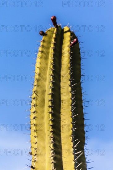 2016, Guatiza, Lanzarote, Jardin de Cactus by Cesar Manrique, ESP, Spain, Canary Islands, Canary