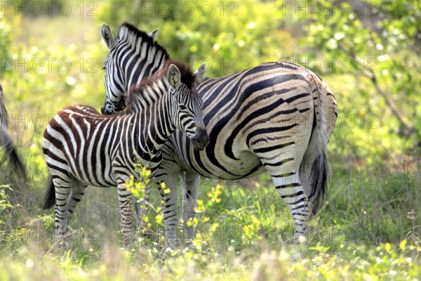Burchell's zebra, (Equus quagga burchelli), Burchell's zebra, adult, female, with young, resting,