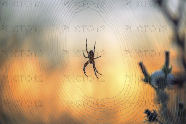 Cross spider (Araneus), garden cross spider (Araneus diadematus) wheel web, garden cross spider,