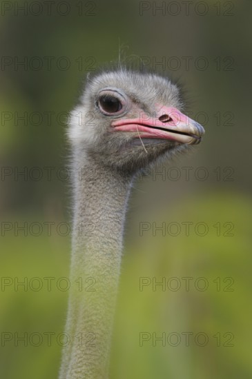 Close-up of an ostrich head with focused gaze and grey plumage, common ostrich (Struthio camelus),