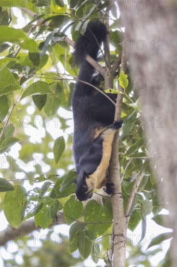 Black giant squirrel (Ratufa bicolor), Kaeng Krachan National Park, Phetchaburi Province, Thailand,